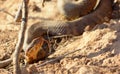 Cottonmouth Royalty Free Stock Photo