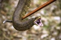 Cottonmouth display Royalty Free Stock Photo