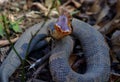 Cottonmouth display