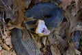 Cottonmouth display Royalty Free Stock Photo