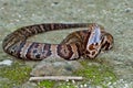 Cottonmouth Snake (Agkistrodon piscivorus)