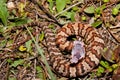 Cottonmouth Snake (Agkistrodon piscivorus)