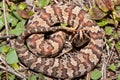 Cottonmouth Snake (Agkistrodon piscivorus) Royalty Free Stock Photo