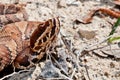 Cottonmouth Snake (Agkistrodon piscivorus) Royalty Free Stock Photo