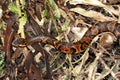 Cottonmouth Snake (Agkistrodon piscivorus) Royalty Free Stock Photo