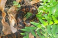 Cottonmouth Snake (Agkistrodon piscivorus) Royalty Free Stock Photo