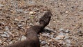 Cottonmouth snake from behind