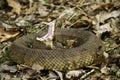 Cottonmouth snake coiled Royalty Free Stock Photo