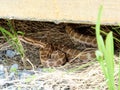 Cottonmouth snake Gloydius halys venomouse pit viper under the house closeup