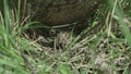 Cottonmouth Nestled at Base of Tree