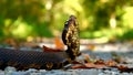 Cottonmouth Snake Shawnee National Forest