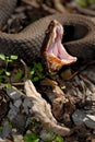 Cottonmouth defense Display Royalty Free Stock Photo