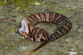 Juvenile Cottonmouth Snake Agkistrodon piscivorus
