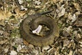 Cottonmouth threat display warning Royalty Free Stock Photo