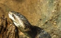 Cottonmouth / water moccasin