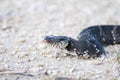 Cottonmouth / Water Moccasin Closeup Royalty Free Stock Photo