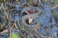 Cottonmouth water moccasin Royalty Free Stock Photo