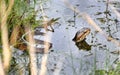 Cottonmouth Water Moccasin Viper coiled in the water in the Okefenokee Swamp, Georgia USA