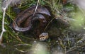 Cottonmouth Water Moccasin Viper coiled in the water in the Okefenokee Swamp, Georgia USA