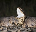 Cottonmouth Royalty Free Stock Photo