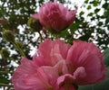 cottonrose hibiscus