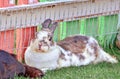 Cottontail bunny rabbit on animal farm