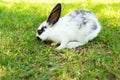 Cottontail bunny rabbit eating grass