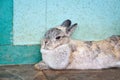 Cottontail bunny rabbit