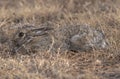 Cottontail bunny rabbit in the wild. Full size.