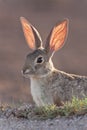 Cottontail Rabbit