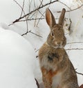 Cottontail rabbit