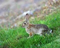 Cottontail Rabbit Royalty Free Stock Photo