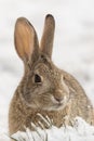 Cottontail Rabbit Close Up in Snow Royalty Free Stock Photo