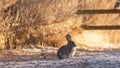 Cottontail rabbit on cold snowy morning