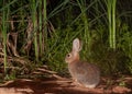 A cottontail rabbit comes to a spring for a drink of water