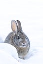 Cottontail Rabbit in Deep Snow Royalty Free Stock Photo