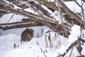 Cottontail rabbit hiding under branches in snow Royalty Free Stock Photo