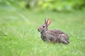 Cottontail Rabbit in a meadow at Exner Marsh Nature Preserve Illinois