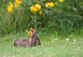 Cottontail Rabbit in a meadow with wildflowers, Exner Marsh Illinois