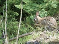 A cottontail rabbit near the wood