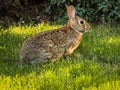 Cottontail Rabbit Sitting in Grass Royalty Free Stock Photo