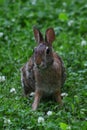 Cottontail Rabbit sitting in grass and white clover on a spring day in Wisconsin Royalty Free Stock Photo
