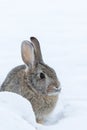 Cottontail Rabbit in Snow Royalty Free Stock Photo
