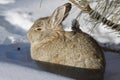 Cottontail Rabbit in Snow Royalty Free Stock Photo