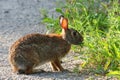 Cottontail Rabbit Sylvilagus Royalty Free Stock Photo