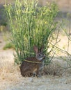 Cottontail Rabbit - Sylvilagus