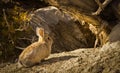 Cottontail Rabbit Under Juniper Tree