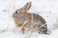 Cottontail Rabbit in Winter Snow Royalty Free Stock Photo