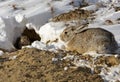 Cottontail rabbits and rabbit burrow desert snow Royalty Free Stock Photo