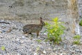 Cottontail rabbits (Lepus sylvaticus) Royalty Free Stock Photo